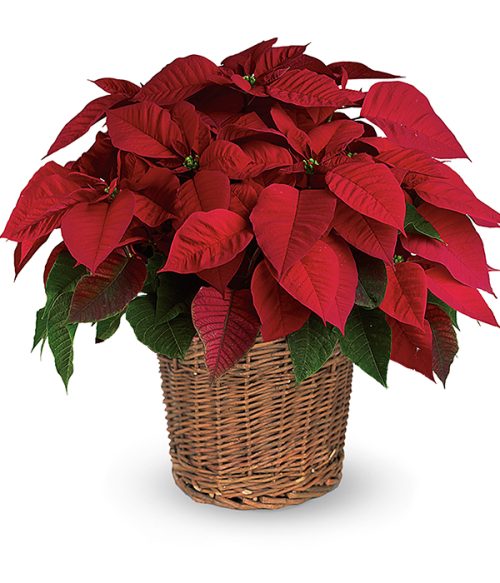 Red Poinsettia